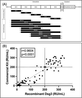 IgG reactivity to different desmoglein-3 ectodomains in pemphigus vulgaris: novel panels for assessing disease severity